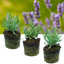 Lavander