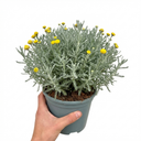 Santolina Chamaecyparissus Cotton Lavender Plants