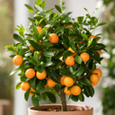 Calamondin Orange Tree 5Ltr, Indoor Citrus Tree, Pots