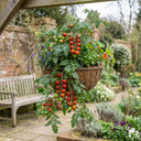 Tomato Tumbling Tom Variety Plants (Set of 3 or 6)