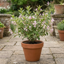 Weigela Variegata Plants