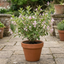 1 Weigela Variegata Plant, Pink Flowering Hardy Shrub, Bee Friendly, Outdoor Garden Ready, 17cm Root-Ball