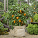 Sweet Pepper 'Liberty Belle' – Golden Bell Pepper (2L Pot)