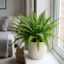 1 Boston Fern Nephrolepis Exaltata, Pet Safe Live Indoor Hanging Houseplant, 3 Litre Root Ball
