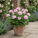Geranium Pretty Little Pink Splash Plant (5L Pot)