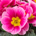 Primrose Appleblossom Plant