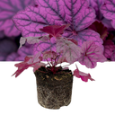 Heuchera Wildberry Plant (2L Pot)