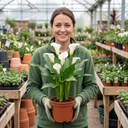Zantedeschia Snow White Plants