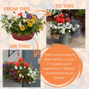 7 Colour Coordinated Plants - Tangerine Twist Theme Speedplanter, Garden Ready