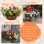 7 Colour Coordinated Plants - Tangerine Twist Theme Speedplanter, Garden Ready