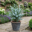 Eucalyptus France Blue Plant (5L Pot)
