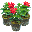 Geranium Calliope Landscape Fire Plants (Set of 3 or 6)