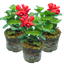 Set of 3 or 6 Large Plants Geranium Calliope Landscape Fire, Ready To Plant In Your Garden