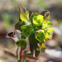 Euphorbia Purpurea Plant