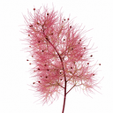 Cotinus Royal Purple Plant (3L Pot)