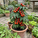 Tomato Totem Variety Plants (Set of 3 or 6)