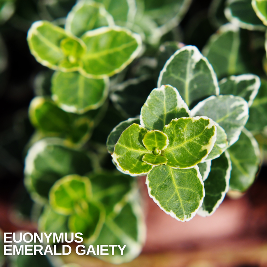 Close-up of Euonymus 'Emerald Gaiety' shoots, rounded green leaves edged with irregular white margins