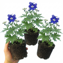 Delphinium Dark Blue White Bee Plants (Set of 3 or 6)
