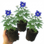 Set of 3 or 6 Delphinium Dark Blue White Bee Hardy Perennial Plants, Tall Cottage Garden Flowers, Outdoor Garden Ready, 1 Litre Root-Ball