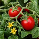 Tumbling Tom Red Cherry Tomato Plants