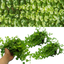 Set of 3 or 6 Large Creeping Jenny Plants - Lysimachia Goldilocks, Outdoor Garden Ready