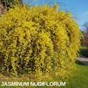 Jasminum nudiflorum Plant (2L Pot)