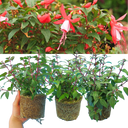 Fuchsia Diva Cherry & White Plants (Set of 3 or 6)