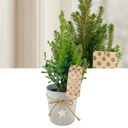 Christmas tree in white pot with star Plant