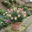 Set of 3 or 6 Erysimum Spring Feeling Hardy Perennial Wallflower Plants, Bee Friendly, Fragrant, Outdoor Garden Ready, 1 Litre / 11cm Root-Ball