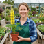 6 Lupin Legendary Yellow Plants, Hardy Perennial, Summer Flowering, Cottage Garden Ready, 1Ltr Root Ball