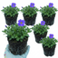 Set of 3 or 6 Large Plants - Aubrieta Kitte Blue, Ready to Plant in Your Garden, 1L