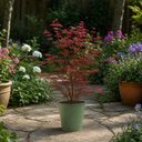 3 Litre Red Acer Tree, Japanese Maple Plant, Nursery Pots