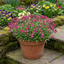 Set of 3 or 6 Large Plants - Arabis Barranca Deep Rose, Ready to Plant in Your Garden, 1L