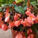 Begonia Fragrant Falls Peach Plant (2L Pot)