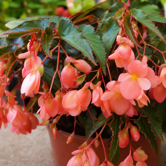 Peach-pink begonia flowers hanging in trails from a pot of dark green leaves