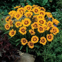 Coreopsis Sunfire Plant