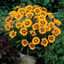 Coreopsis Sunfire