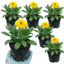 Set of 3 or 6 Garden Ready Plants – Calendula ‘Fiesta Yellow’, Ready to Plant