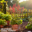 Heuchera Coral Forest