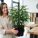Ficus Binnendijks Narrow Leaf Fig Plant