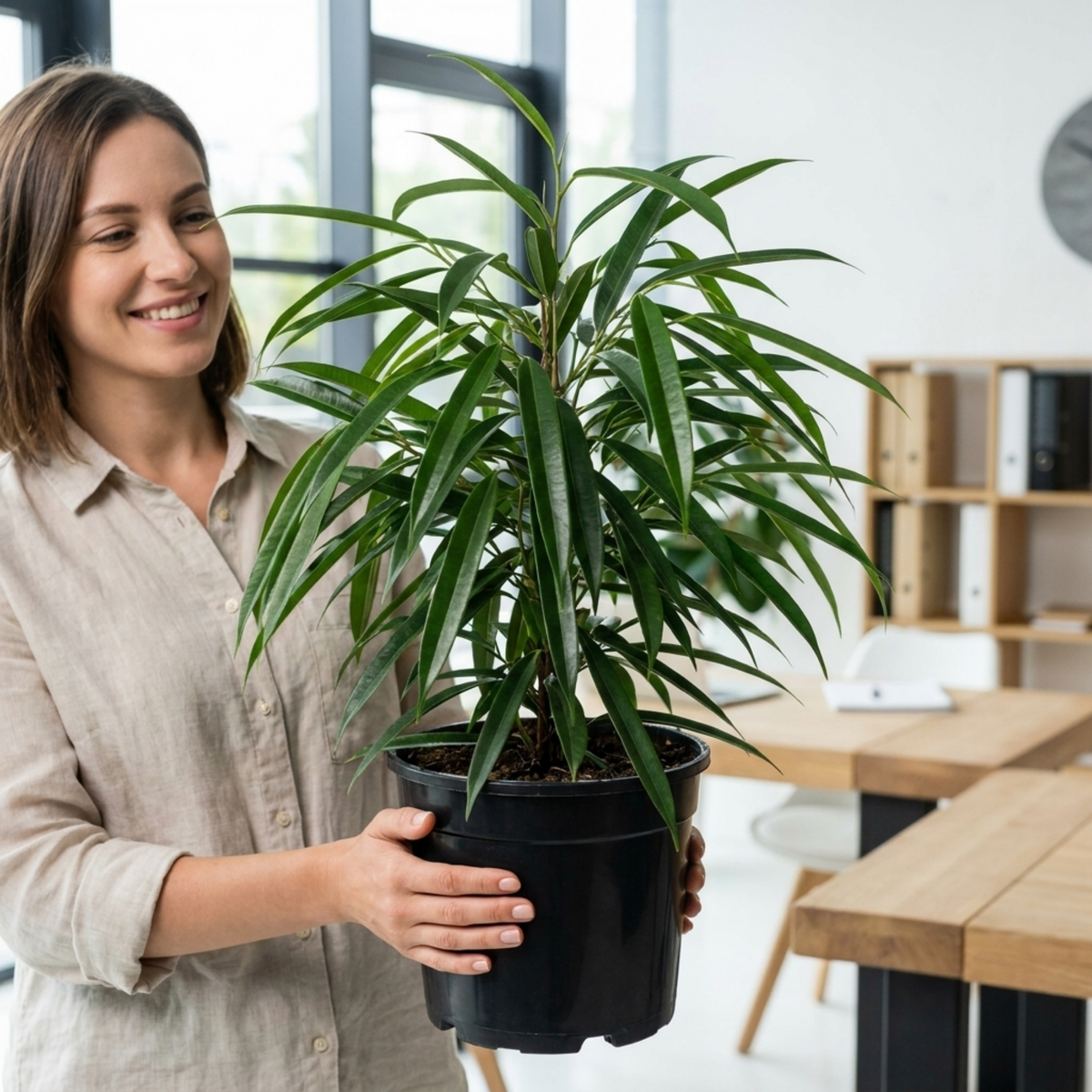 Ficus binnendijkii (Narrow Leaf Fig) – Indoor Tree (5L Pot)