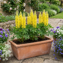 Yellow Lupin Perennial Plants (Set of 3 or 6)