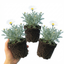 Set of 3 or 6 Rhodanthemum ‘Casablanca’ Hardy Perennial Moroccan Daisy Plants, White Flowering, Outdoor Garden Ready, 1 Litre Root-Ball