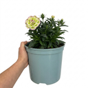 Cocktail Pink Dianthus Mojito Plants