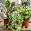 3 Designer Variegated Live Collection Plants
