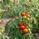 Tomato Premio Variety Plants (Set of 3 or 6)