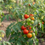 Set of 3 or 6 Large Plants - Tomato Premio Variety, Ready to Plant in Your Garden