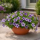 Petunia Shortcake Blueberry Live Plants