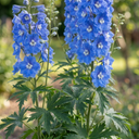 Delphinium Pacific Giants Blue Bird Plants (Set of 3 or 6)
