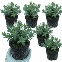 Hebe Sutherlandii Hardy Evergreen Flowering Perennial Shrub Plants (Set of 3 or 6)